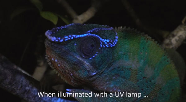 科学家发现变色蜥蜴在紫外线下能以令人惊艳的图案发光