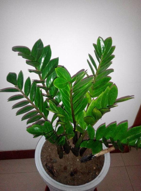 邻居家养的金钱树开了花,这狗年指定财旺运气