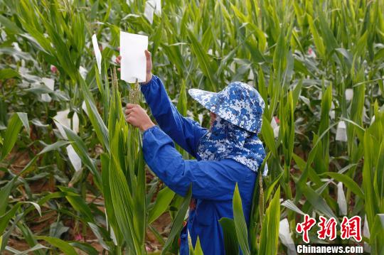 三亚暖冬时南繁育种忙组图