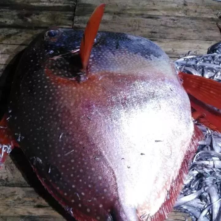 浙江惊现200斤罕见“月亮鱼” 竞拍16次后以这价格卖出