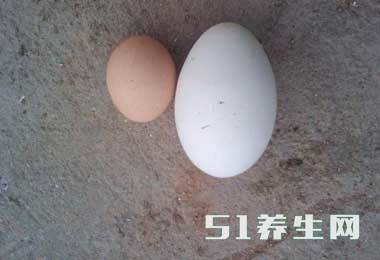 中国农民知道了蛋与蛋的营养区别,每年至少比