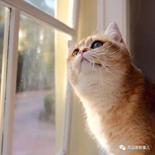一只自带眼线的橘猫,大眼睛,很妖艳咯