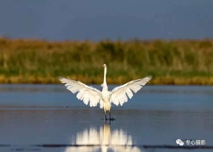 朝阳洒在乌梁素海的湖面上，大白鹭跳起了芭蕾舞