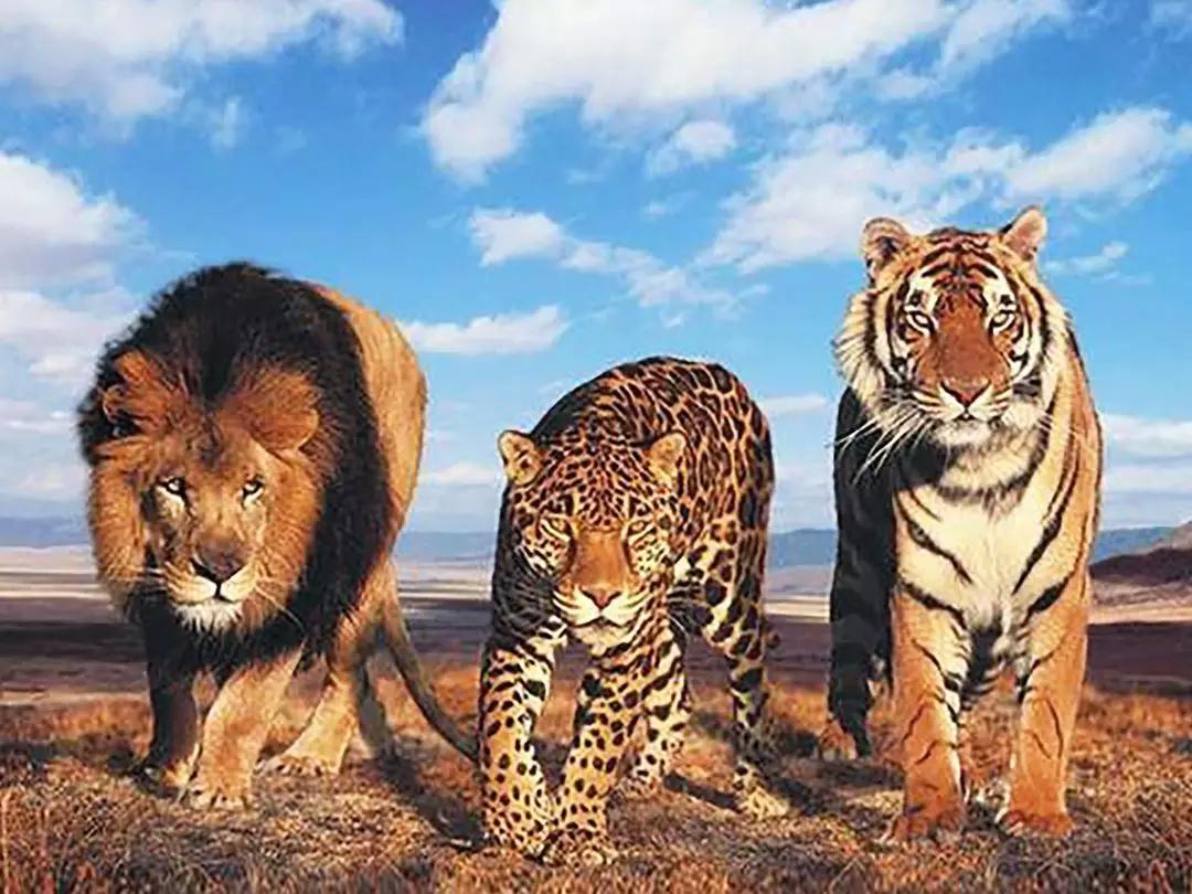 如果把bbc大型猫科动物纪录片挪到玉雕上,你准备好