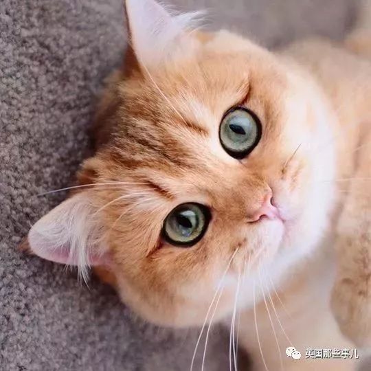 一只自带眼线的橘猫，大眼睛，很妖艳咯