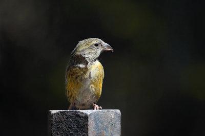 活在我国东北的交嘴雀,为什么选择冬季最冷的