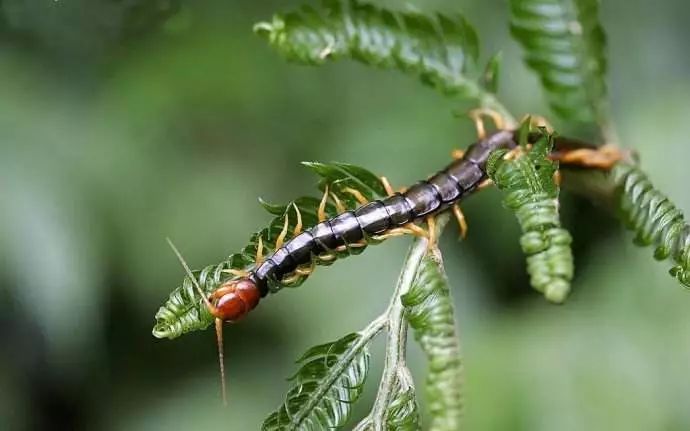 青春期延长至24岁 五角大楼惊现3.4亿年前微生物