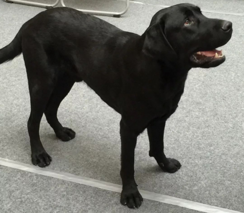 【回顾】北京市保护小动物协会携手友安共建爱