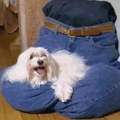 没想到，一条旧牛仔裤就能缓解狗狗对你的相思之苦