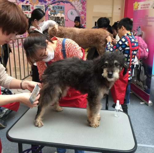 【回顾】北京市保护小动物协会携手友安共建爱
