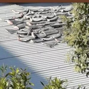 越南驻智利使馆屋顶晒满鱼翅 附近居民忍受多日恶臭