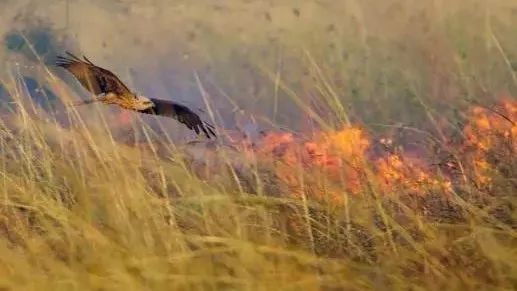 土澳的鸟学会纵火了 这鸟是不是要成精了？