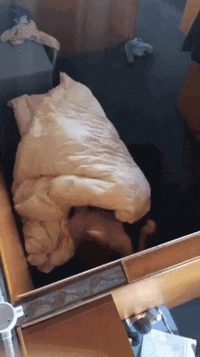 搞笑gif:乡下生活空虚寂寞,逮住个鸡都能玩上半天