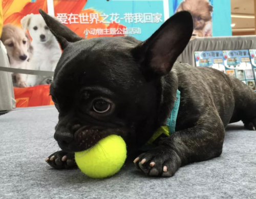 【回顾】北京市保护小动物协会携手友安共建爱