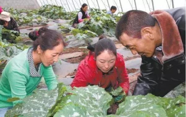 西藏乡村振兴打好基础:农牧民人均收入15年保