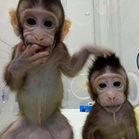 重磅！两只克隆猴在中国诞生 为何跨越21年？