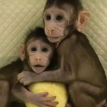 前沿 | 世界生命科学重大突破！ 两只克隆猴在中国诞生