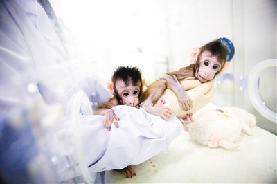 世界生命科学重大突破！ 克隆猴在中国诞生