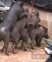 E908BBBFB9A5A26C41F7981946BB86BE492ABEF2_size2037_w180_h214.gif