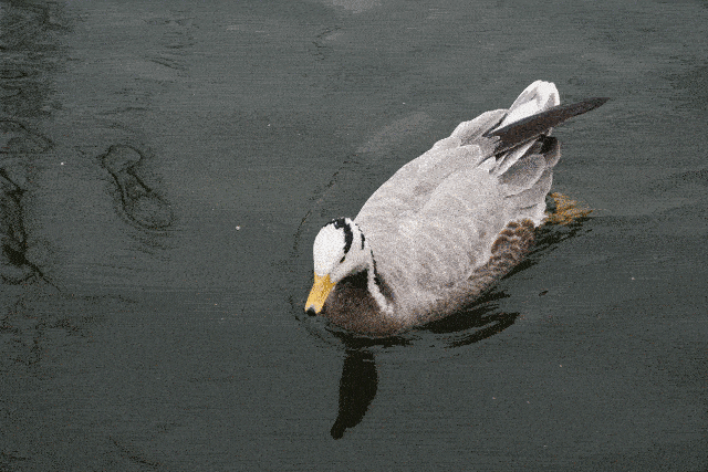 小钢炮的较量 佳能77D对比索尼A6500 