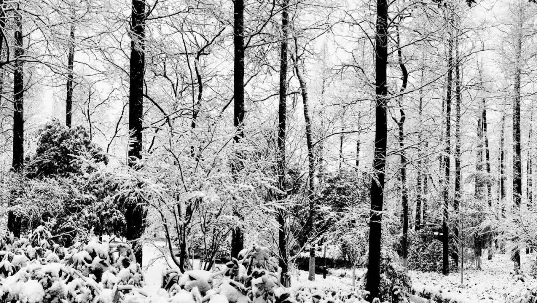 请假！我想去西湖看断桥残雪