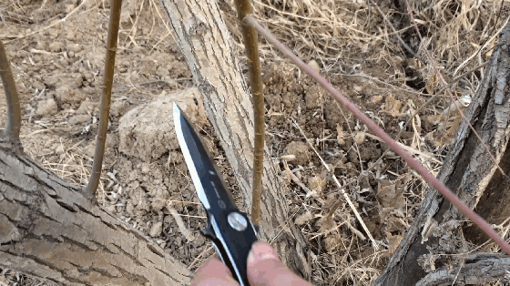 能折叠的迷你“宝剑”，锋芒尽显锋利岂止一面—时代C05双刃折刀评测|视频