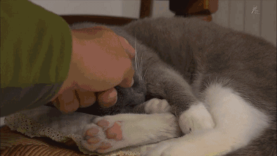 壁纸 动物 猫 猫咪 小猫 桌面 400_225 gif 动态图 动图