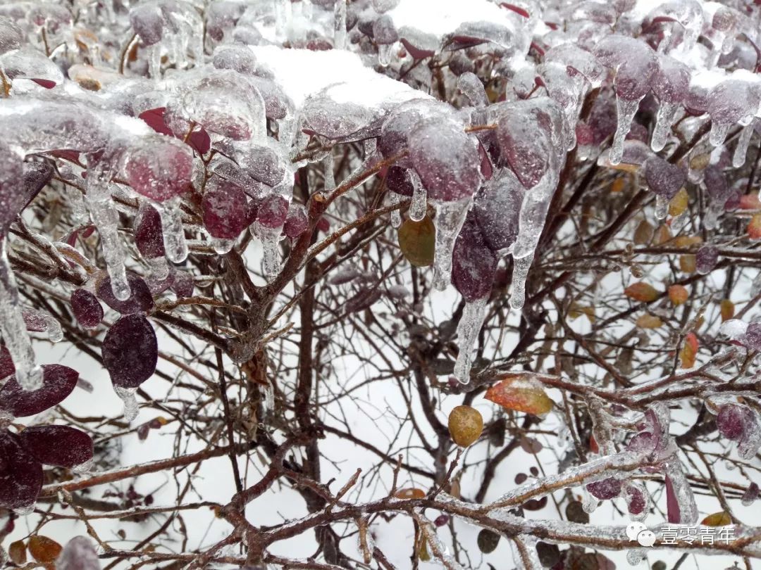 一觉醒来,一片白雪茫茫,以为自己到了东北