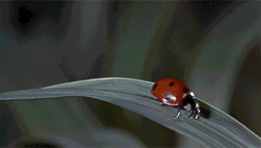 壁纸 动物 昆虫 鱼 鱼类 桌面 381_216 gif 动态图 动图