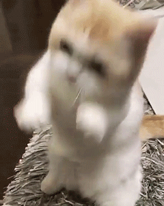 喵星人gif图 : 这就是我喜欢小短腿的原因,萌爆了