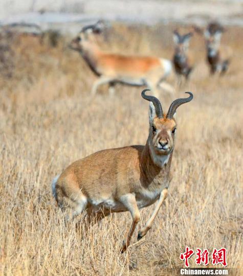 青海人大代表建议将中华对角羚定为该省“省兽”