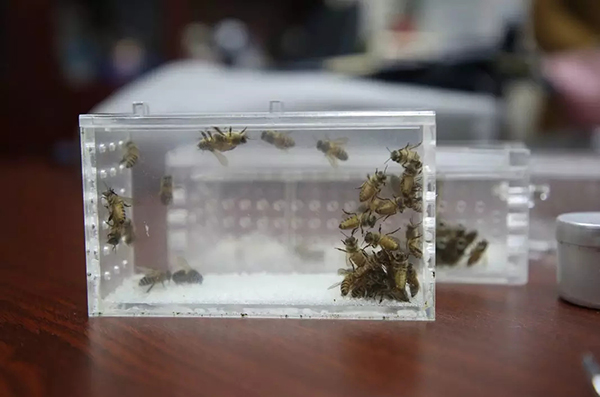 深圳一中医以蜜蜂蜇穴位治风湿 被称男版“小龙女”