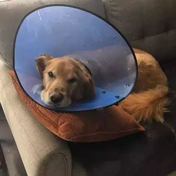狗狗患上恶性肿瘤小主人日夜守护,最终奇迹发生了!