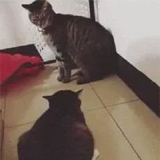 网友家的两只猫正准备打架 突然露出这么一颗猫头