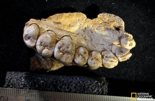 非洲之外发现最古老人类：18万年前的以色列颌骨化石