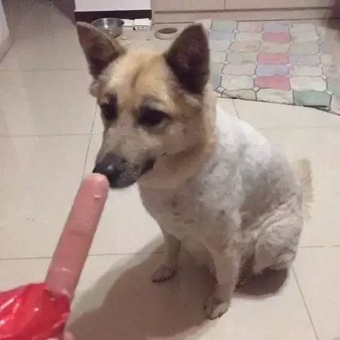 每只狗的童年都有一根红皮儿火腿肠糕点食品类制售图片