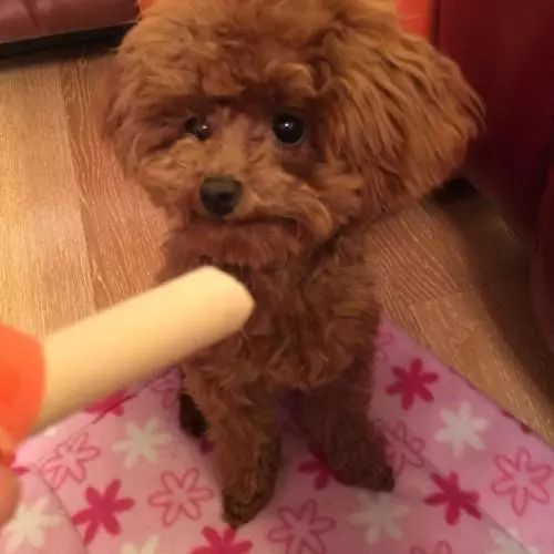 …红皮儿火腿肠从大狗到小狗都无一不吃没有的…&hellip盼盼食品广告视频图片