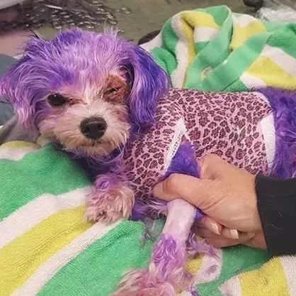 狗狗全身被染成紫色导致皮肤溃烂 主人理由超荒唐