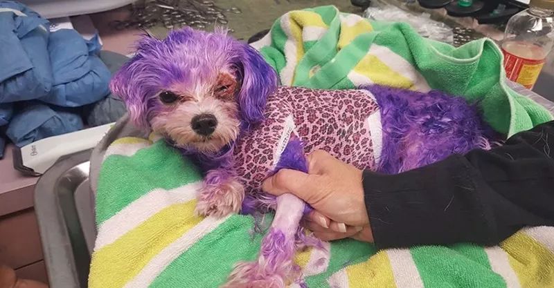 狗狗全身被染成紫色导致皮肤溃烂 主人理由超