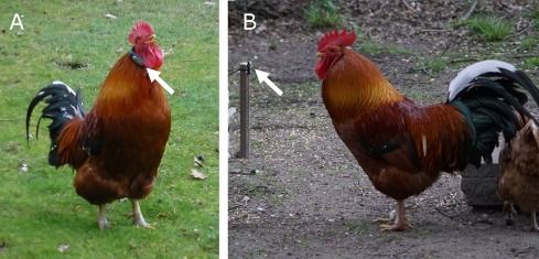 研究人员发现公鸡对自己鸣叫声“免疫”的原因
