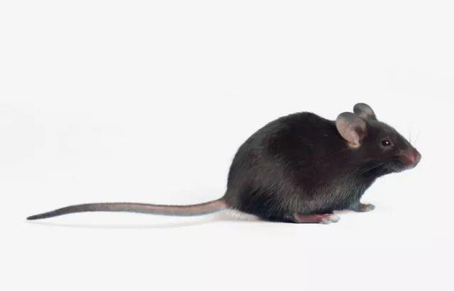 你可知首席实验动物“小白鼠”，未必是白色的?
