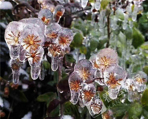 南方寒潮带来冰雪美景 花卉晶莹剔透