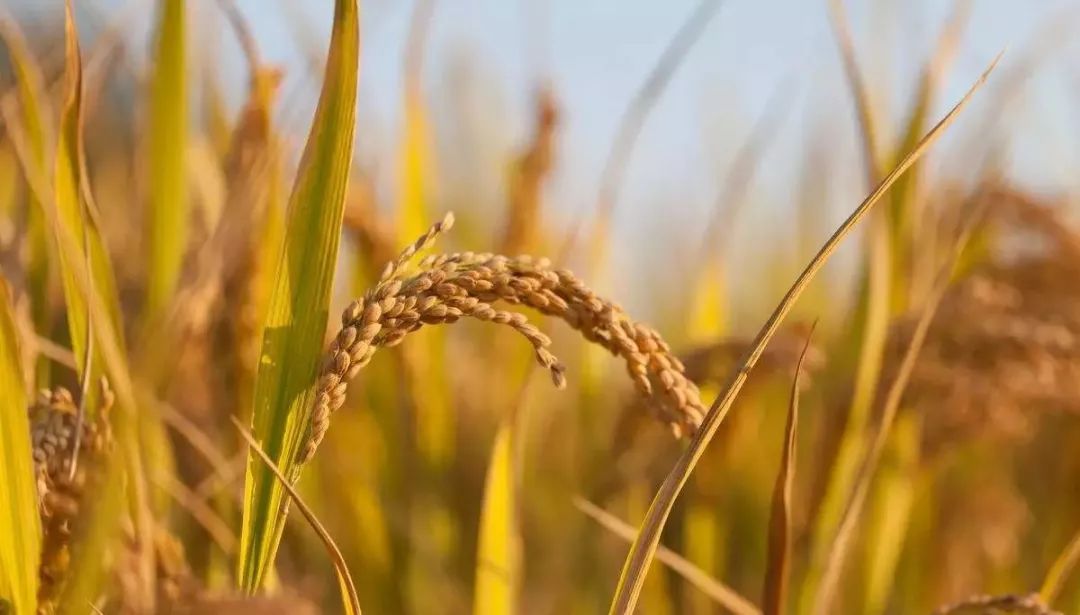 如何运用十大金融支农创新模式助力乡村振兴