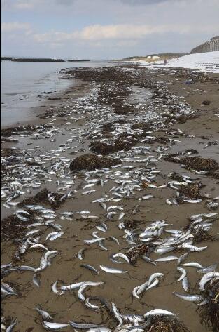 日本横滨海岸现大片鲱鱼尸体 专家：可能被冻死了