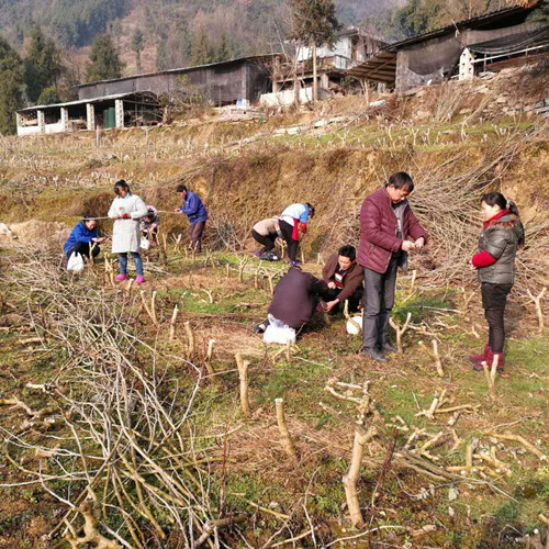 黔江各乡镇人口有多少_黔江鸡杂图片