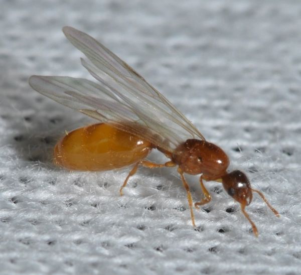 蚂蚁新物种研究将帮助人类研发新一代抗生素