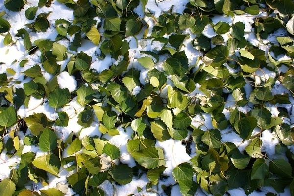 罗马尼亚大学研究报告:半日雪可以安全食用