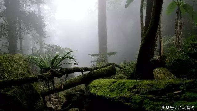 解密荒野求生中国拍摄地|海南五指山热带雨林
