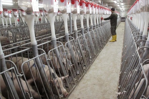 英媒称中国养猪场奔向“现代化”：助中国猪肉走向国际