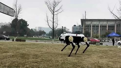 浙大发布四足机器人“绝影”，踩钢管走雪地令人惊艳！